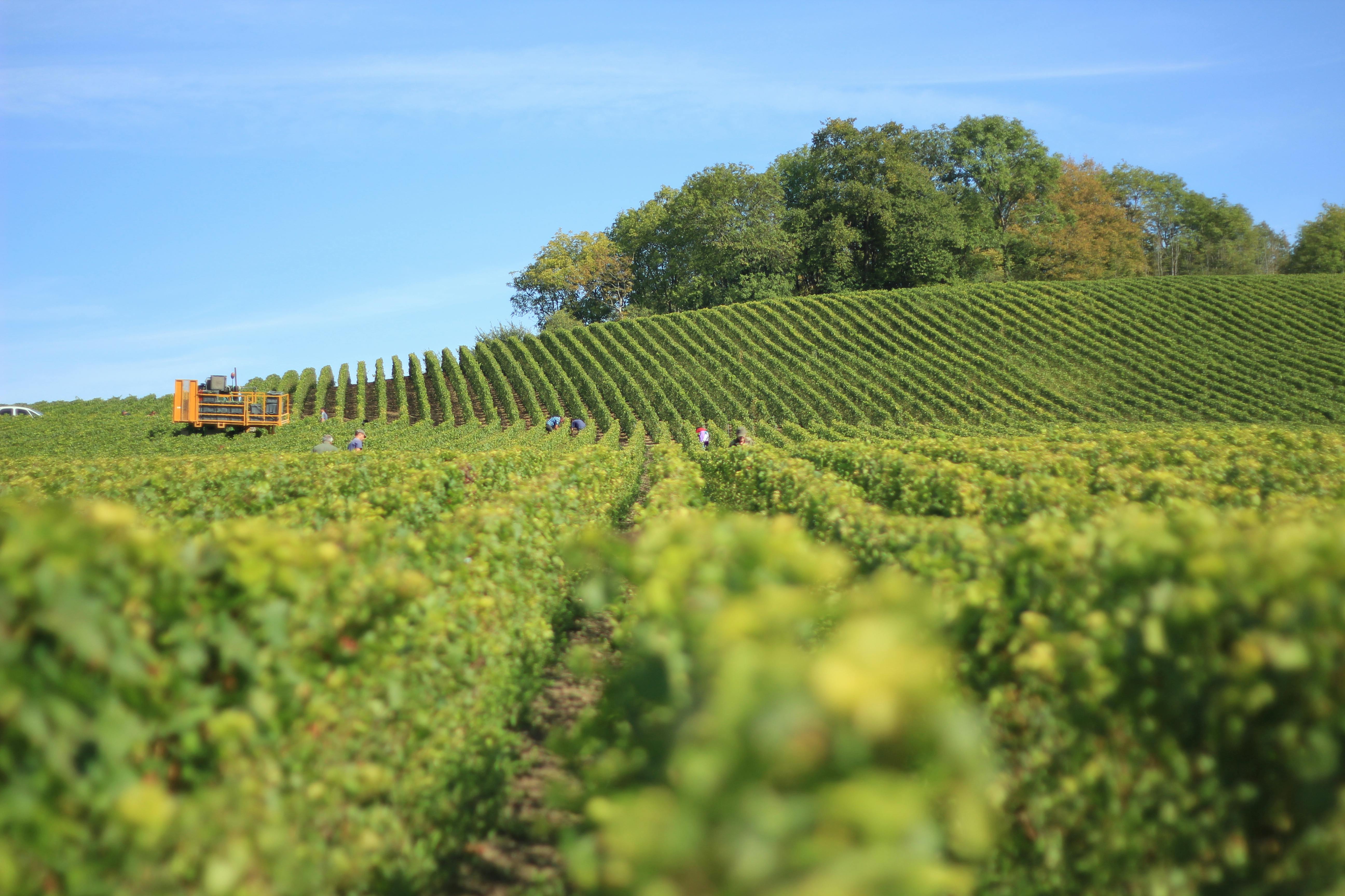 Photographie vignobles Gironde